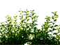 green_leaf_by_cindysart_stock_by_cindysart_stock-d7hmw0h