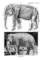 动物解剖+英文0198