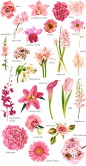 names of flowers