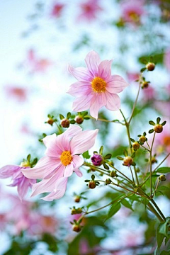 杭白菊采集到美丽的花儿