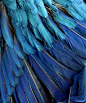 ~<3<3<3 ~* ... parrot feathers | ~maGiCaL feaTHer guiDeS ~*