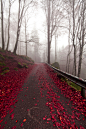 深红色的路，意大利
Crimson Road, Italy