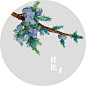 【人五作品：超温暖水彩植物】
—— 杜松：一种生存能力很强大的松树。