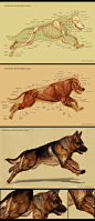 Dog anatomy by IC-ICO: 