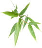 植物素材png