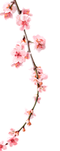 桃花树枝png透明素材