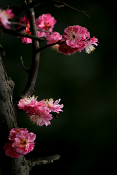 蕉雨落红叶采集到花卉摄影