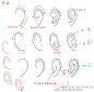 一组关于耳朵和鼻子结构の绘画图解