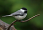 Chickadee by Irene on 500px