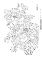 工笔白描——花卉：牡丹