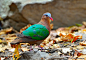 绿翅金鸠：鸟纲，国家三级保护动物。
