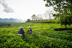 前路茫茫采集到茶山