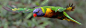 彩虹鹦鹉 Trichoglossus haematodus 鹦形目 鹦鹉科 彩虹鹦鹉属