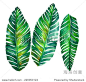 tropical leaves. Banana palm leaves illustration in watercolor. 正版图片在线交易平台 - 海洛创意（HelloRF） - 站酷旗下品牌 - Shutterstock中国独家合作伙伴