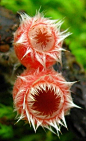 ♟奇葩植物 肉杯菌科 Miciostoma floccosum