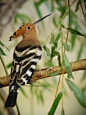 libutron:

Hoopoe | ©Lyapustin Jura    (Russia)
The Hoopoe, Upupa epos (Coraciiformes - Upupidae), is a colourful bird that is found across Afro-Eurasia, notable for its distinctive ‘crown’ of feathers. It is the only extant species in the family Upupidae