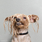 【刚洗完澡狗狗的犀利表情】Master Flint

Sophie Gamand 是一位法国摄影师。他的摄影作品一直希望能够建立人与狗之间的某种联系
LOFTER