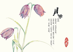 NotOkay采集到花