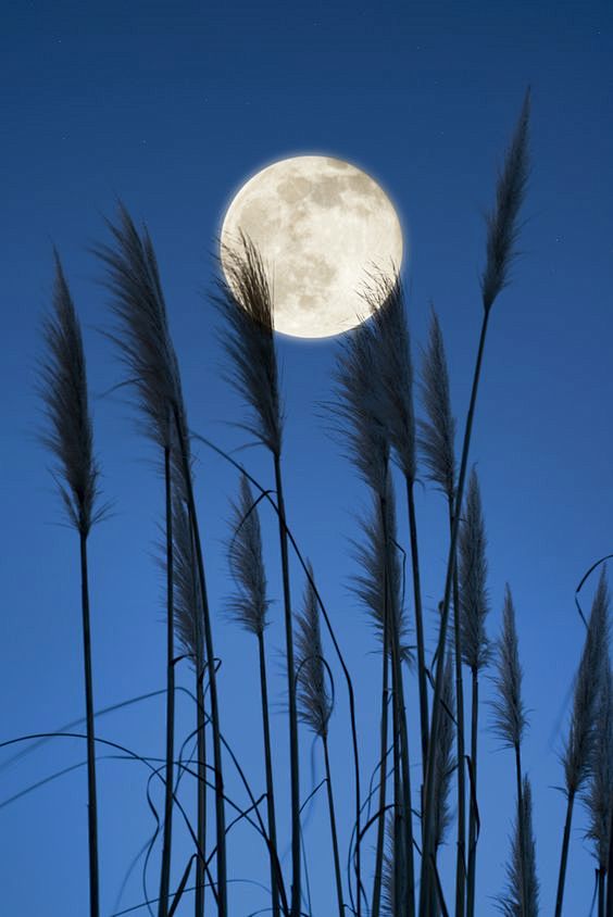渌水净素月，月明白鹭飞。