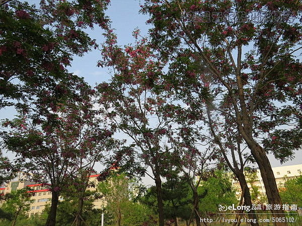 特摄山东大学满园红槐花飘香时, 刘星云旅...