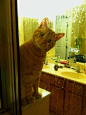 主人,洗澡,偷看,黄猫 猫咪酱，你这么看着我洗澡是为什么
 #喵星人#