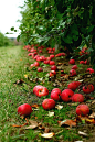 apple orchard