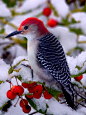 红腹啄木鸟。(537×720)