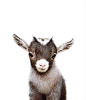 Baby Goat Print PRINTABLE ART Farm animal prints Nursery