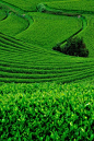 Japanese green tea plantation