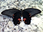 这是一只雄性黑凤蝶。
拍到的是它的腹面，如果从背面看，它们的翅膀是纯黑色的，雄蝶在后翅的前缘有一道白色斑纹，雌性则没有。另外，这家伙就是低龄幼虫时期喜欢把自己伪装成鸟粪的那位…