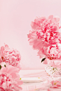 粉色背景_化妆品拍摄 _T2021331 #率叶插件，让花瓣网更好用_http://ly.jiuxihuan.net/?yqr=18169574# _素材