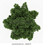 trees top view - Google Search: 