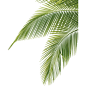 Palm Leaves Related Keywords Suggestions : Palm Leaves Related Keywords Suggestions and other apparel, accessories and trends. Browse and shop 8 related looks.