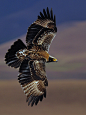 howtoskinatiger:

Verreau’x Eagle soaring by jawini on Flickr.
