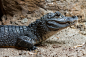 Chinese-Alligator-1.jpg (3000×2000)