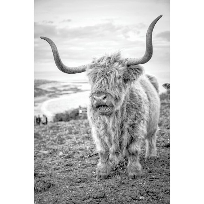 Highland Cows VI On ...