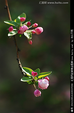 olalaelala采集到植物