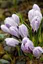 春番红花与水滴
Spring Crocus with Water Drops