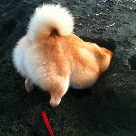 Shiba digging: 