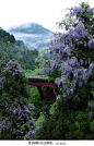 djferreira224:

Wisteria in rain, Kitayama, Kyoto, Japan
 摄影交流QQ群：347754389