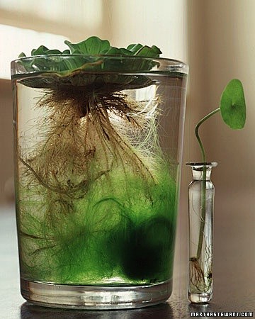 Indoor water gardens