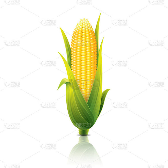 玉米芯上白色的矢量图孤立