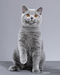 british shorthair : spyzoo cat show