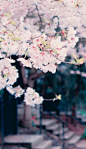 樱花季，樱花祭 #小清新#