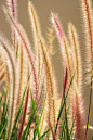 Foxtail Grass by Nidun Francis