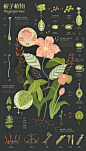 Infographic Design - Plants : These three information charts describe the morphological characteristics, growth and development of fern, gymnosperms and angiosperms, and their respective information.The plants in the chart show in the form of illustration