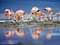 普纳火烈鸟（Puna flamingos）和雏鸟，它们将红湖（Laguna Colorada）作为主要栖息地，这种鸟在1957年探险队发现以前被认为已灭绝。
