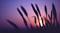 General 1920x1080 spikelets sunset nature silhouette