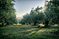 Olive Grove by Michael Tzacostas on 500px