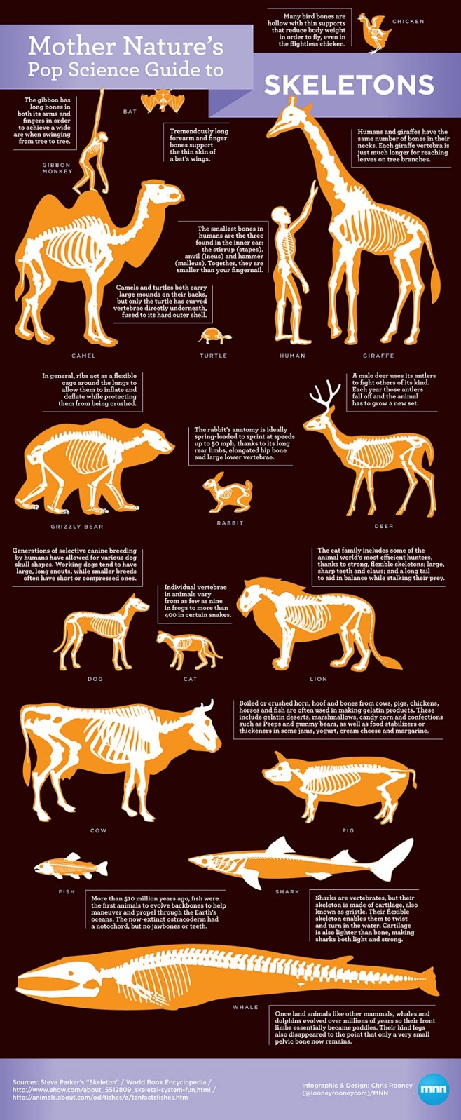 各类动物的骨骼特征_骨架 _T20189...
